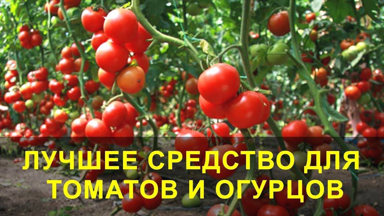 ЛУЧШЕЕ СРЕДСТВО для Томатов и Огурцов, ПОДКОРМКА и ЗАЩИТА