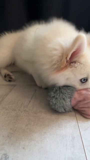 С любимой уточкой сны всегда слаще💕🌚