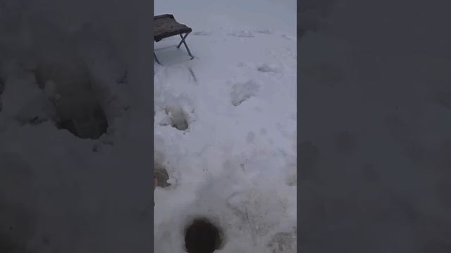 И там и тут заклевало не успеваю потсекать😱 #sorts #рыба?