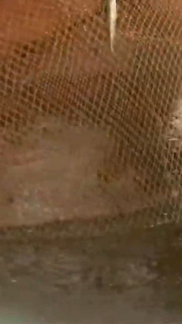 😳 Промысловая рыбалка Карского моря. Ямал #янао #край?