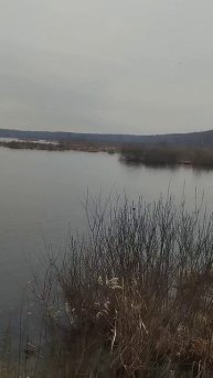 Колония озёрных чаек в национальном парке "Лосиный ос?