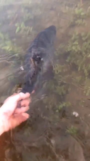 здоровенный окунь поймал отпустил #carpfishing #shortvideo #рыба?