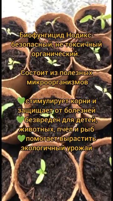 Обязательные подкормки рассады биопрепаратами "Нодикс"