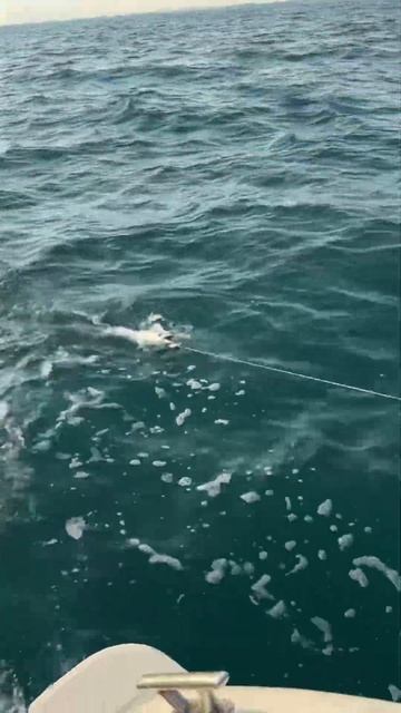 Барракуда. Рыбалка в открытом море ОАЭ #fishing #barracuda #рыб?