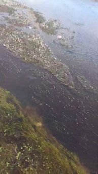 водоросли по речке)))