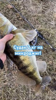 Судак 2 кг на микроджиг #рыбалка #россия #юмор #вау
