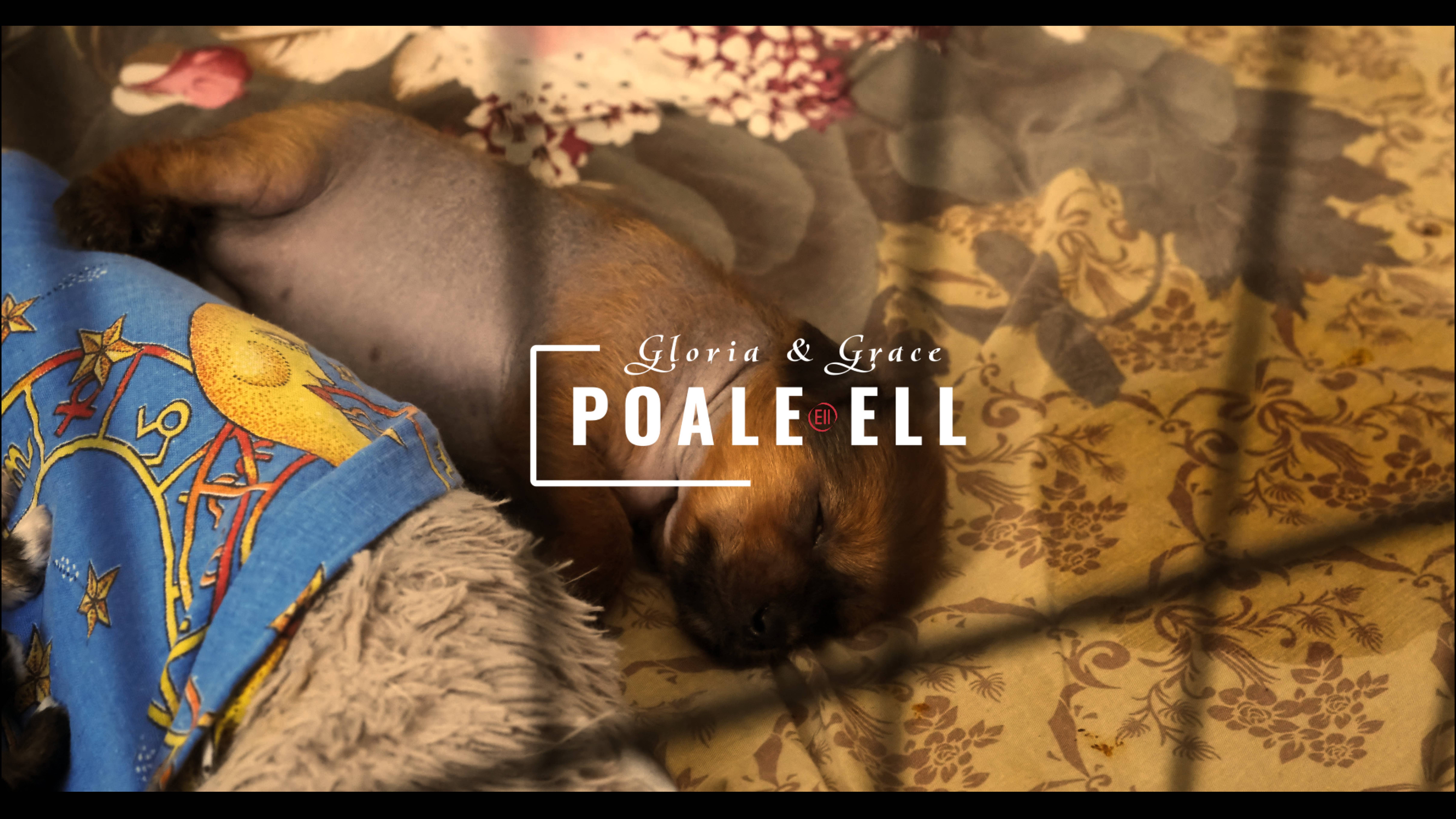 Poale Ell Gloria 23 дня