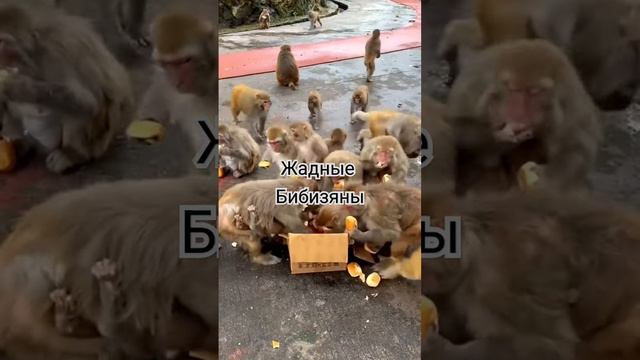 Жадные обезьяны #жадность #обезьяна #смешно #животные