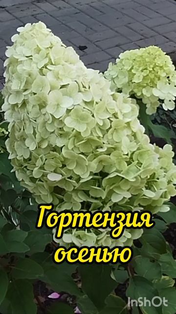 #гортензии #цветы #осень #hydrangea #flowers #autumn #shorts