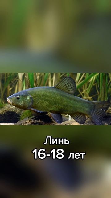 Сколько живет рыба 2 часть 🐟🎣 #рыбалка #рекомендации