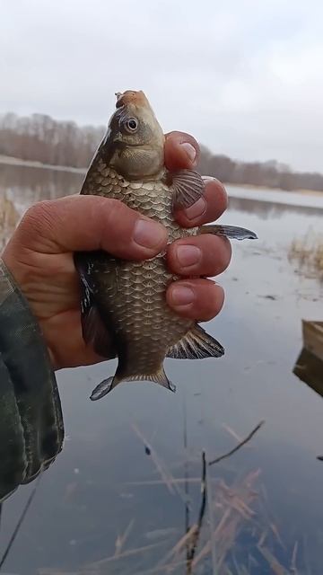 Первый карась сезона. Поплавочная удочка.