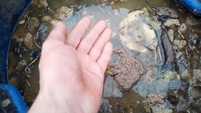 Чем кормить кур для яйценоскости?