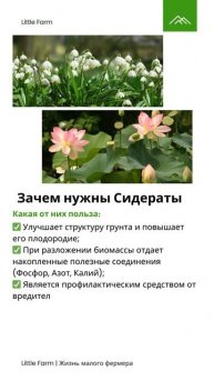 Зачем нужны сидераты!