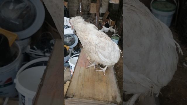 Жендос и курица