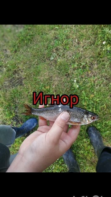 выбери себе улов #youtubeshorts #лето #рыбалка #рыба #fishing #кар?