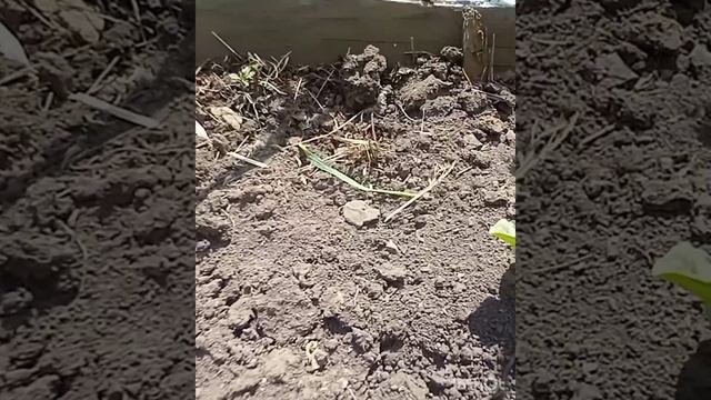 НАШЛА АРБУЗНОЕ  ПОЛЕ В МАЕ...🤔🤔🤔🌞😁😇