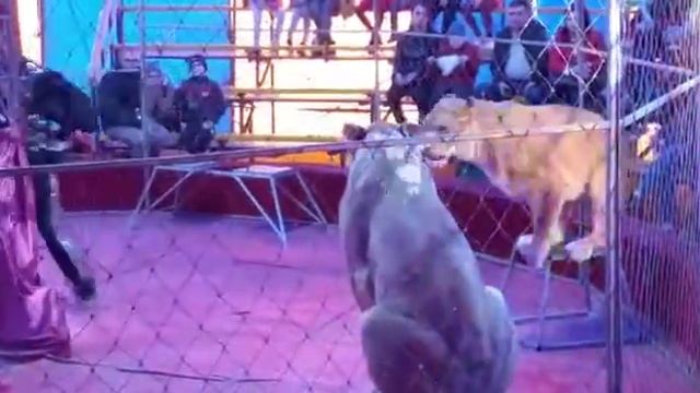 Варюшка в цирке шапито ( неудачное выступление ) часть 3