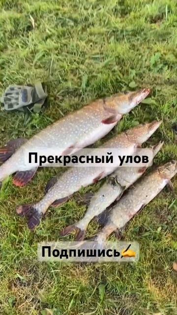 Осенняя рыбалка🎣 #рыбалка #fishing #щука #щуканавоблер #с?