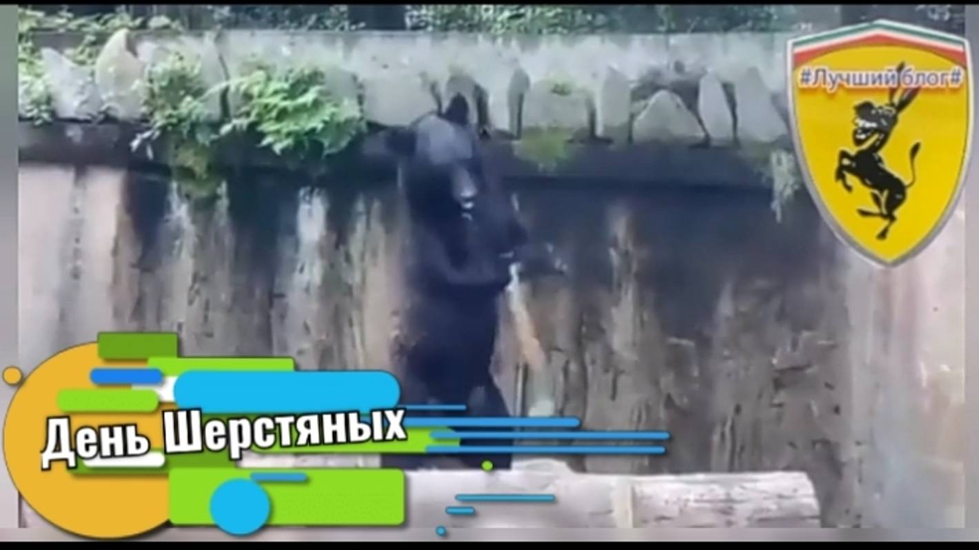 День Шерстяных 😺🐅😻