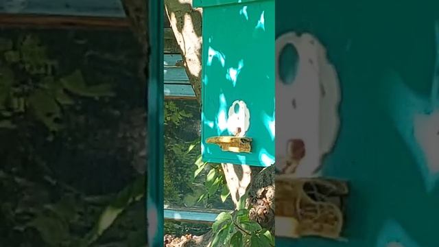 где ставить ловушки для пчел