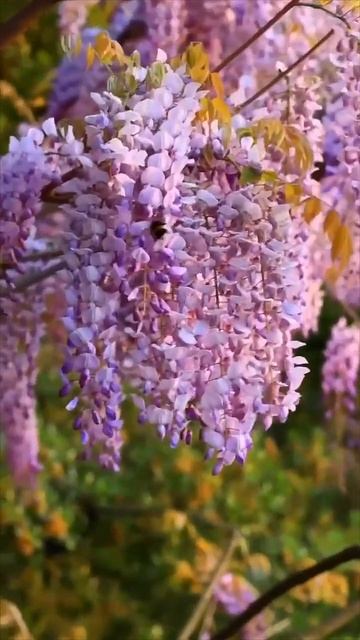 Последние деньки любуемся глицинией в Сочи... 🤩🌸🌞👍