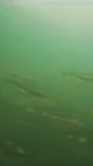 Байкальская рыбалка 2022 в Воронеже🐠 Ржака до слез #Shor