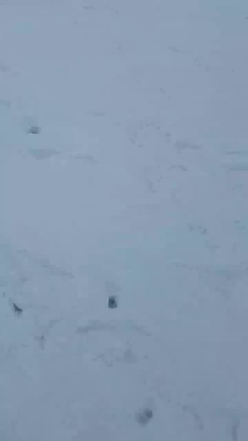 Попали на раздачу окуня #балансир #рыбалка #fishing #кузба?