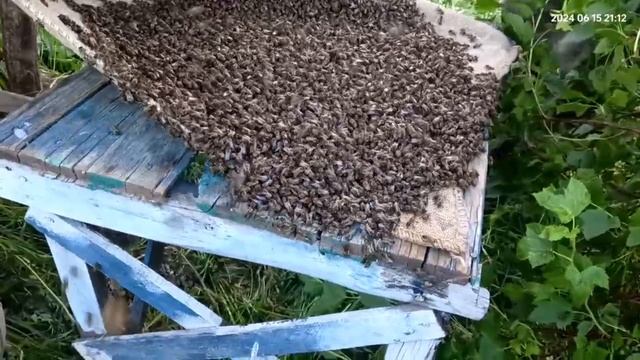 заселение колоды
