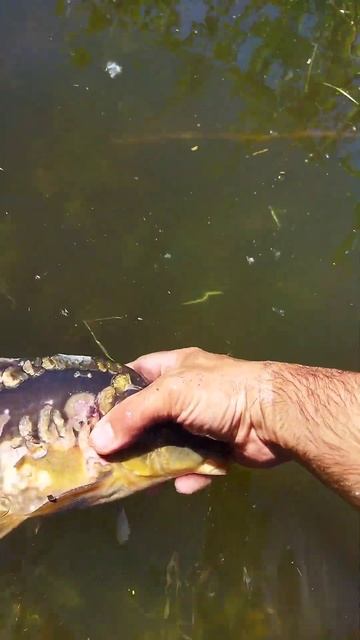 Ловля карпа руками   #рыбалка #fishing #рыбалка2024 #fish #карпо