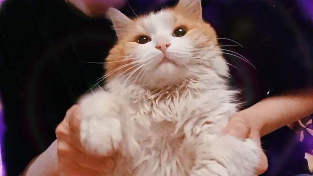 Танцующий кот👍🌸