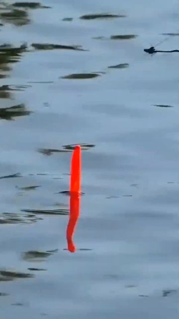 Стрекоза привела рыбу...  #fishing #поплавок #рыбалка
