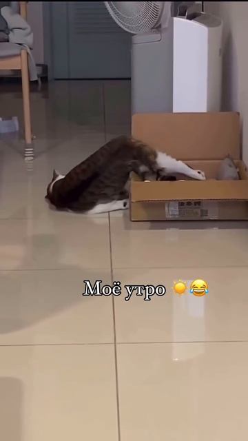 Моё утро