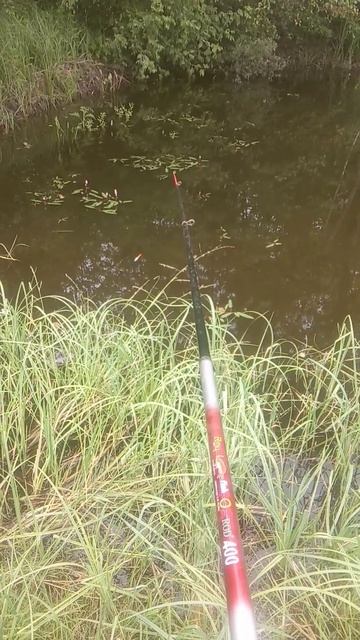 Чисто рыбалка #fishing #fish