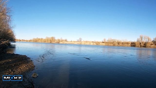 Жерех на каждом забросе на реке Каратал, сезон жереха ?