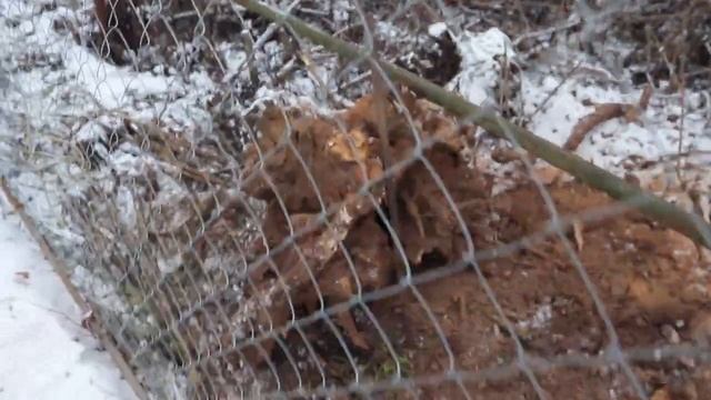 Заброшенные участки в СНТ вокруг нас.