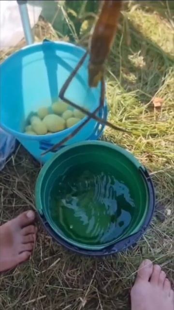 Креветки в озёрах Белоруссии. Об этом никому не расска