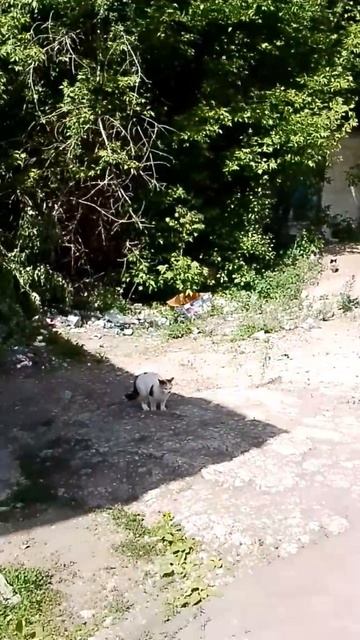 Плехановский рынок,выкинули кошку с детками на мусорник.