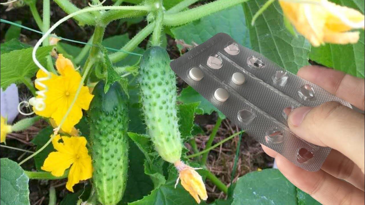 💊🥒 ОГУРЦЫ С УМА СХОДЯТ ОТ 2 ТАБЛЕТОК! ПРУТ ВОВСЮ И ПЛОДОНОСЯТ БЕЗ ОСТАНОВКИ! 🥒💊