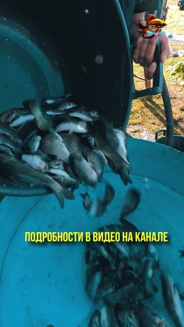 Водоём свободы или запуск рыбы в озеро для свободной р