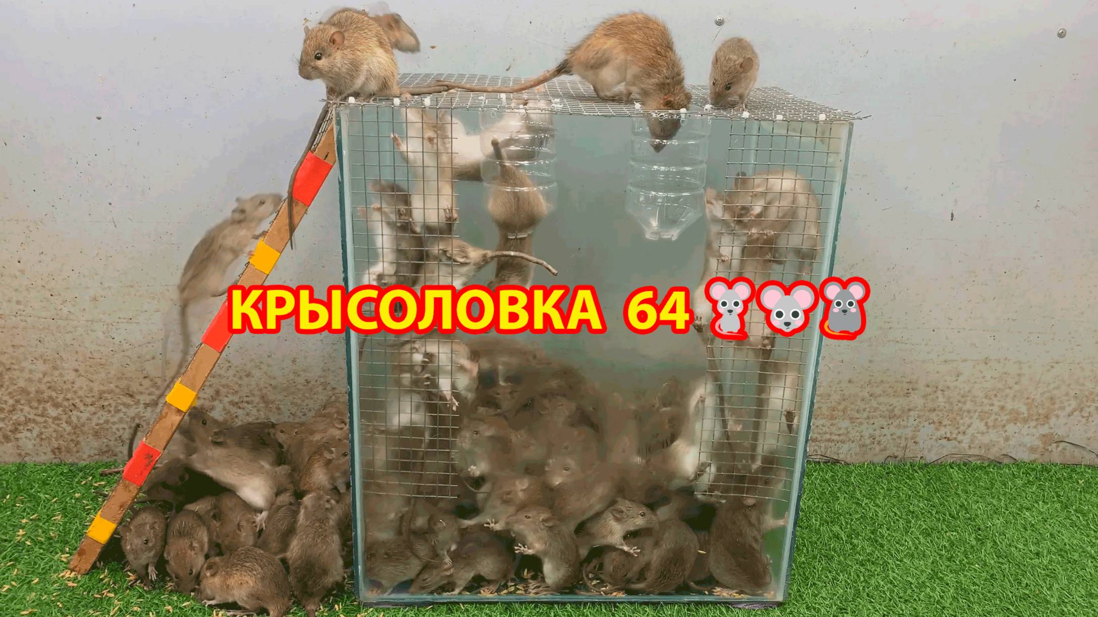Крысоловка вариант (64) 🐀 Как сделать крысоловку своими руками и поймать кучу крыс 🐀🐁🐀