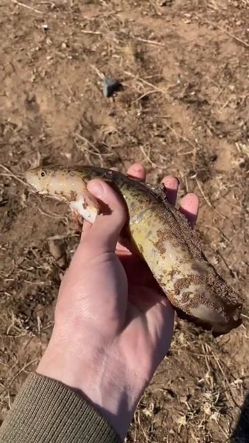 Налимчику 👍👍👍 #fishing #налим #весна