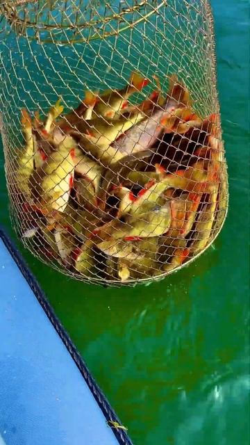 Отличный клев окуня! Микроджиг на Tict ice cube 69f. #fishing #fish #ic