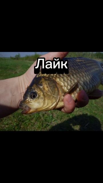 Выбор за тобой! #freliks_up #хочуврек #рек #врек #актив #ютубз