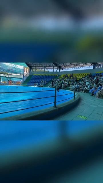 Южноафриканская морская львица #лето2023 #море #дельфин?