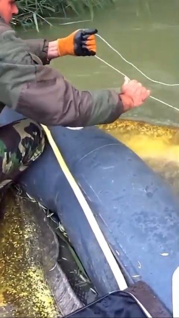 ГИГАНТСКИЙ СОМ !РЫБАКИ В ШОКЕ!#рыбалка #fishing #реки #сом #?