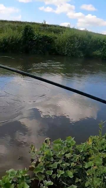 Зрелищная поклёвка голавля #рыбалка #fishing #голавль #лет