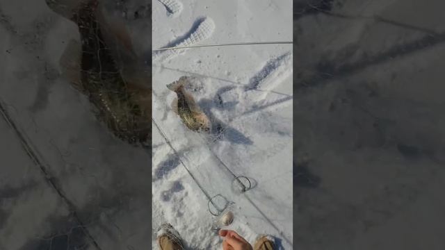 Рыбалка на хапугу,вытащили дуплетом😅 #slingshotfishing #рыба?