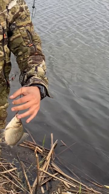 Поклевка карася на донку! #рыбалка #fishing #nature #красотыприроды #рыба #весна #вечер