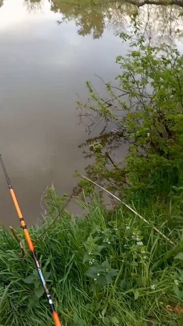 #адыгея #fishing #отдых #звукиприроды #донки#рыбалка #сазан
