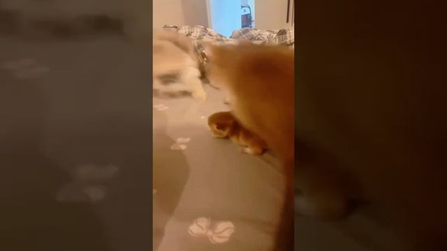 Сейчас мать позову!